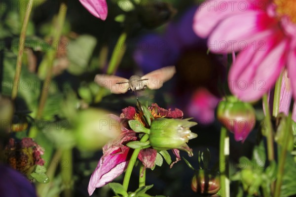 Hummingbird hawk-moth, October, Saxony, Germany, Europe