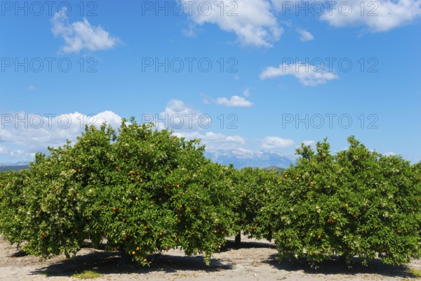 Rows of orange trees under a clear blue sky in a sunny plantation, orange trees near Skala,