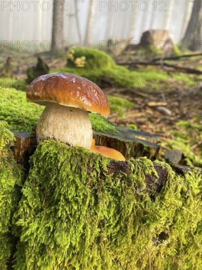 Common boletus (Boletus edulis) in the forest, in the Berchtesgaden National Park, Bavaria,