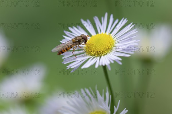 Close-up of a flower of Erigeron annuus (Erigeron annuus) with a hoverfly (Syrphidae), Ternitz,