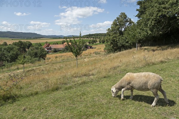 Farm, Landscape, Sheep, Wittenburg, Elze, Lower Saxony, Germany, Europe