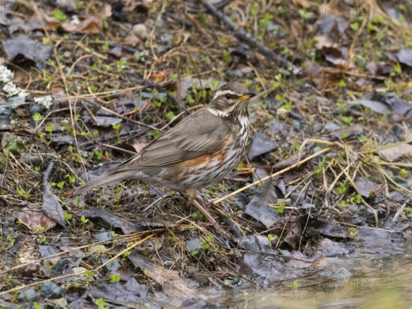 Redwing (Turdus iliacus), searching for food on the ground, May, Finnish Lapland