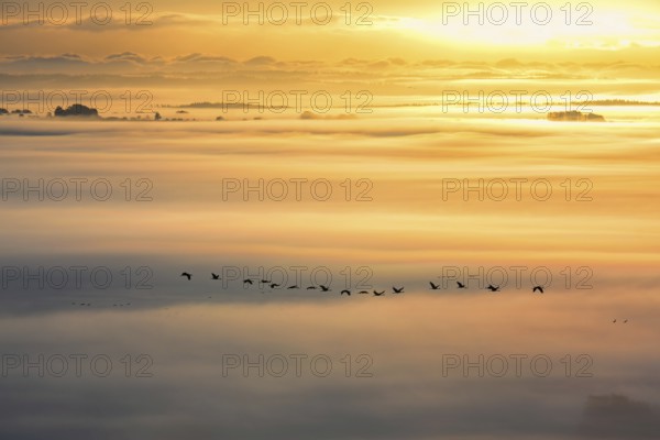 Flock of Cranes (Grus grus) flying above the landscape with morning mist at sunrise