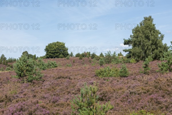 Heather blossom, trees, Wilseder Berg near Wilsede, Bispingen, Lüneburg Heath, Lower Saxony,