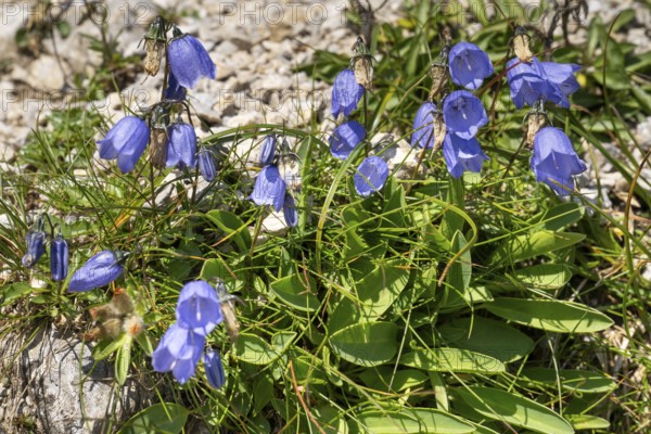 Bellflower (Campanula) on rocky ground, Karwendel Mountains, Mittenwald, Werdenfelser Land, Upper
