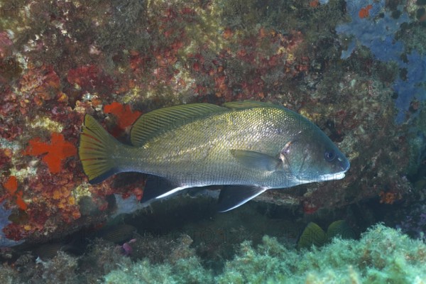 Mullet (Sciaena umbra) in a rocky underwater environment in the sea. Dive site Giens Peninsula,