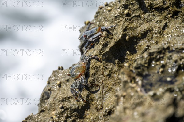 Crab on a rock, Reserva Natural Cabo Blanco, Costa Rica, Central America