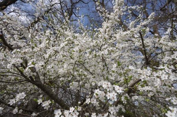 Flowering myrobolane (Prunus cerasifera), Bavaria, Germany, Europe