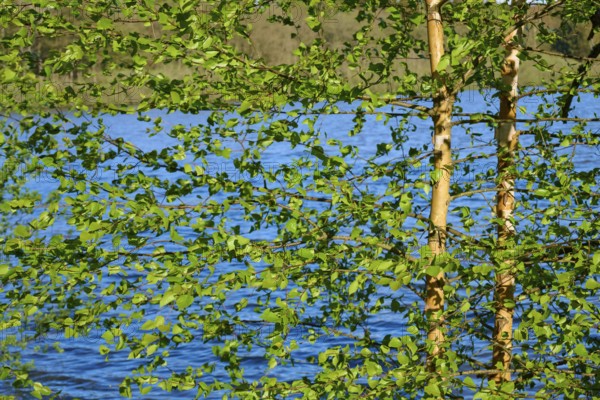 Green branches of a birch tree with a lake in the background in sunny weather in spring,