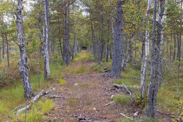 Long straight forest path in a peatbog with pine and birch trees in autumn colours