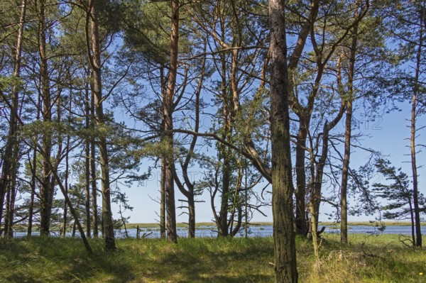 Dune forest, trees, pine trees, circular hiking trail, Darßer Ort, Born a. Darß,