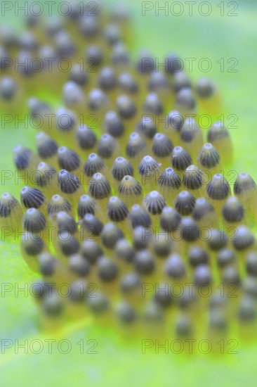 Eggs of the cabbage white butterfly, July, Germany, Europe