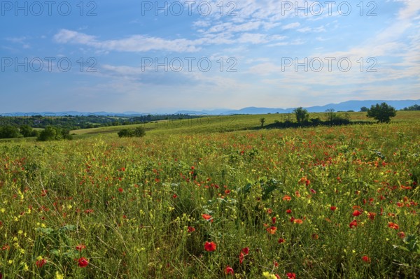 Flower meadow with poppies (Papaver), trees and mountains in the background, slightly overcast sky,