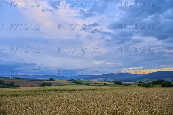 Wide wheat field (Triticum), in front of a hilly landscape under a cloudy sky at dusk, summer,