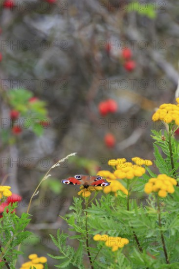 Peacock butterfly, September, Germany, Europe