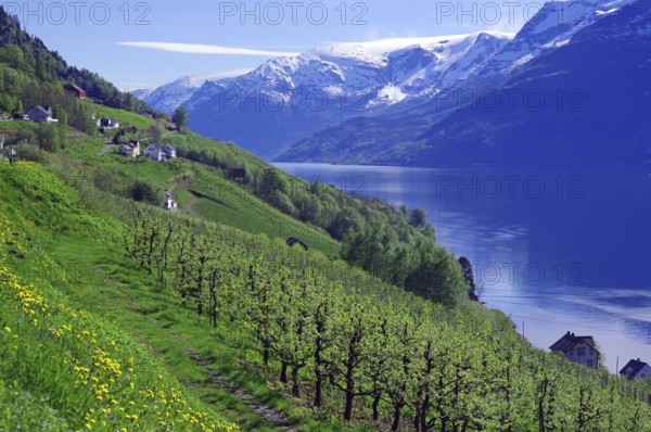 Fjord surrounded by snow-capped mountains and green hills with fruit trees, spring, fruit-growing