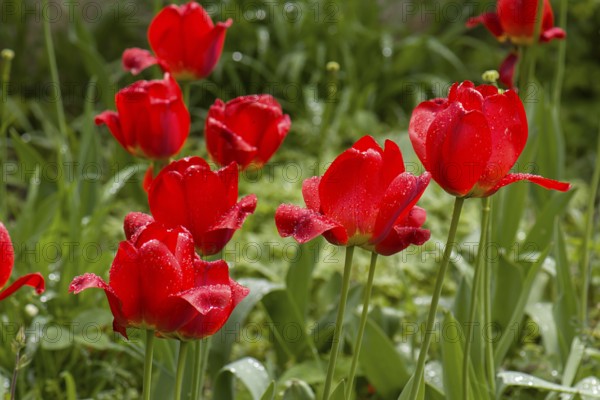 Red tulip flowers (Tulipa) with raindrops, Bavaria, Germany, Europe