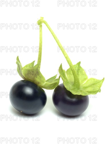 Food, fruit, black Jaltomata, Jaltomata procumbens is a plant species from the genus Jaltomata in