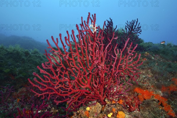 Deep blue water presents bright red, branching coral structures, Violescent sea-whip (Paramuricea