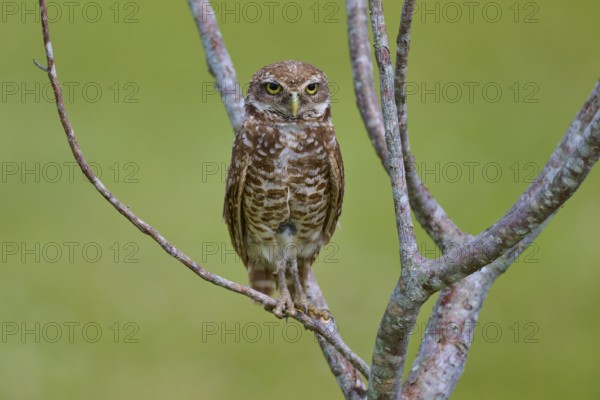Burrowing owl (Speotyto cunicularia), sitting on a branch and observing the surroundings, Pembroke