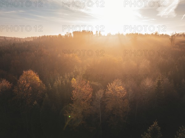Autumn forest at sunset with golden light and colourful canopy of leaves under a bright sky,