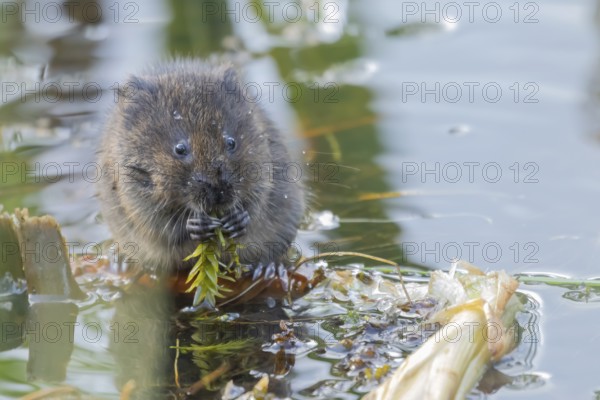 Water vole (Arvicola amphibius) adult rodent animal feeding on pondweed leaf in a reedbed on a