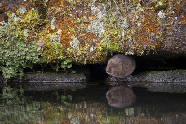 Water vole (Arvicola amphibius) adult animal on the edge of a river bank, England, United Kingdom,