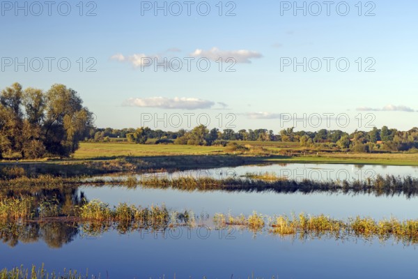 Calm water in a natural setting with trees on the shore and blue sky with a few clouds, flooded