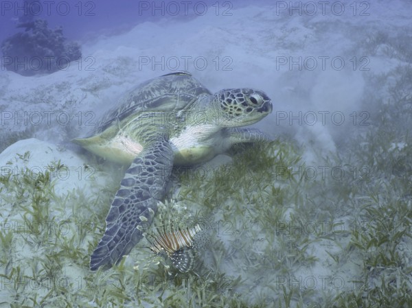 Green turtle (Chelonia mydas) with a ship's keeper (Remora remora), lying on seagrass, stirring up