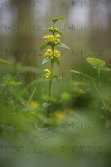 Close-up of a common golden nettle (Galeobdolon luteum agg.), golden deadnettle, nature photograph,
