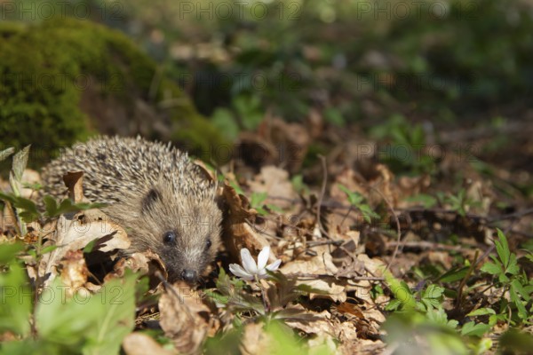 European hedgehog (Erinaceus europaeus) adult animal walking in a springtime woodland, Suffolk,
