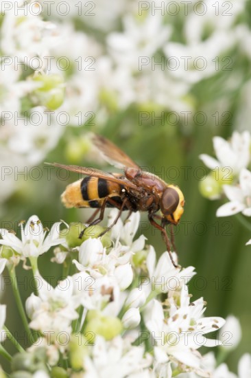 Hornet hoverfly (Volucella zonaria) or large forest hoverfly or giant bumblebee hoverfly sits on
