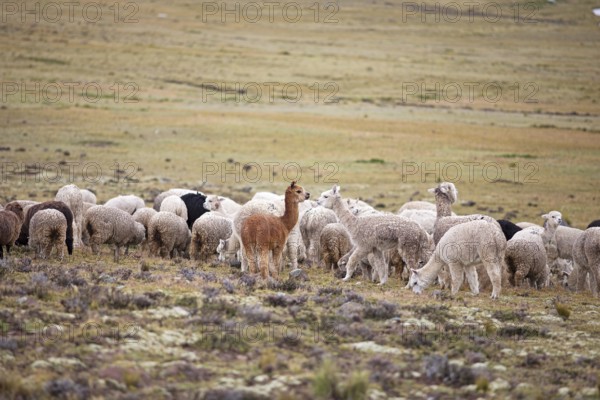 Alpacas (Vicugna pacos) in the Reserva Nacional de Salinas y Aguada Blanca, Province of Arequipa,