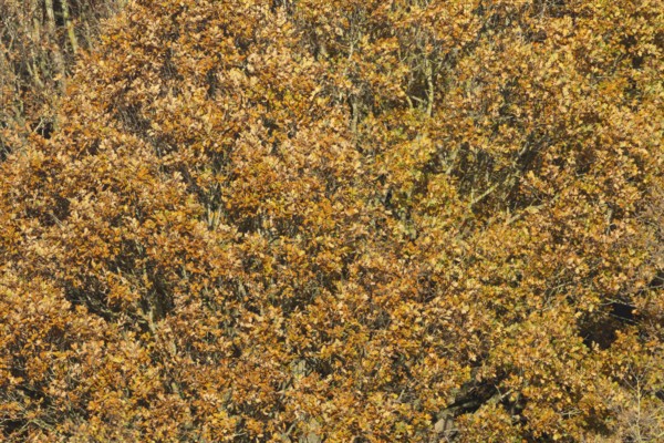 English oak (Quercus robur) tree with yellow leaves in the autumn, Suffolk, England, United