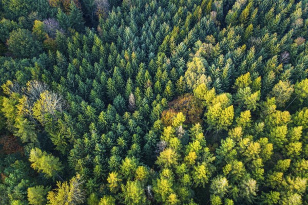 Forest in autumn in the Moorbach valley near Vechta, colouring, aerial view, forest, autumnal,