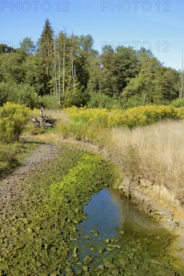Arnsberg Forest, forest stream dried out by extreme heat and drought, goldenrod (Solidago) on the