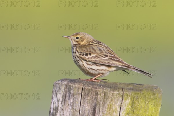 Meadow Pipit (Anthus pratensis) sitting on a pasture fence, Wildlife, Ochsenmoor, Naturpark Dümmer