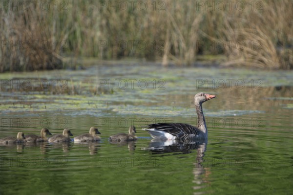 Greylag goose (Anser anser), adult bird with chicks, swimming, in a subsidence area, Bottrop, Ruhr