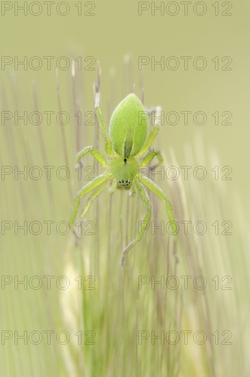 Green huntsman spider (Micrommata virescens), female, Provence, southern France