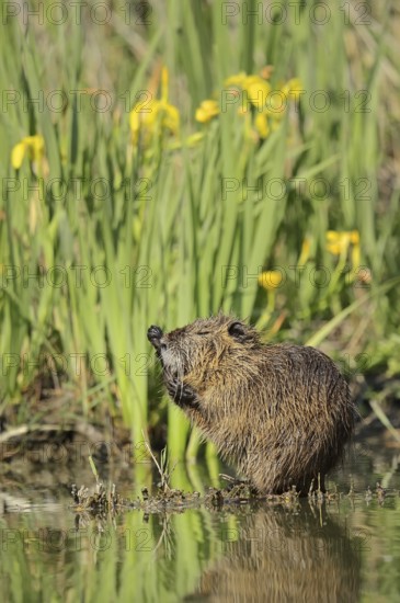 Nutria (Myocastor coypus) grooming on the bank, neozoa, Camargue, France, Europe