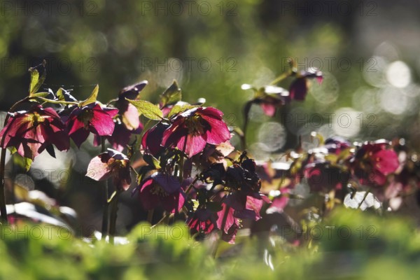 Lenzrosen (Helleborus orientalis), March, Germany, Europe