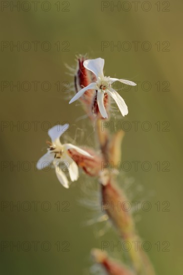 Small-flowered catchfly (Silene gallica), flowers, Provence, southern France
