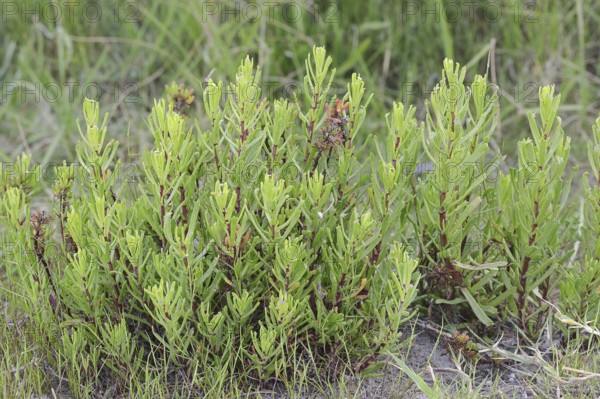 Salt Atlant (Limbarda crithmoides, Inula crithmoides), Camargue, Provence, Southern France