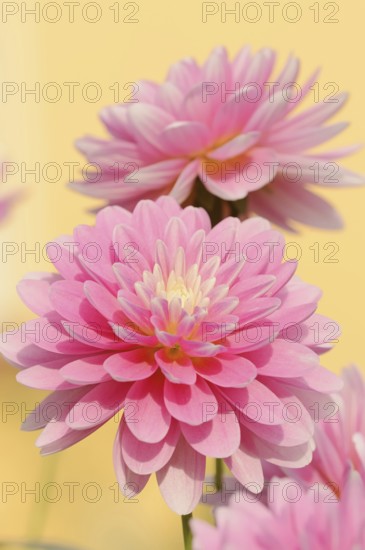 Dahlia (Dahlia Hybride), flower, ornamental plant, North Rhine-Westphalia, Germany, Europe