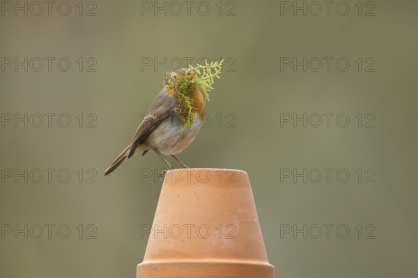 European robin (Erithacus rubecula) adult bird on a garden flower pot with nesting material in its
