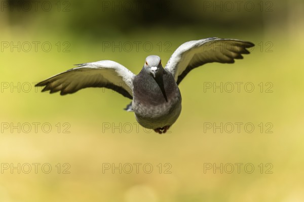 City dove (Columba livia forma domestica) in flight, wildlife, Germany, Europe