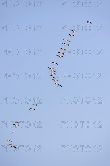 Greater flamingos (Phoenicopterus roseus) flying, Camargue, Provence, southern France