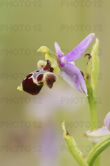 Woodcock bee-orchid (Ophrys scolopax), flower, Provence, southern France