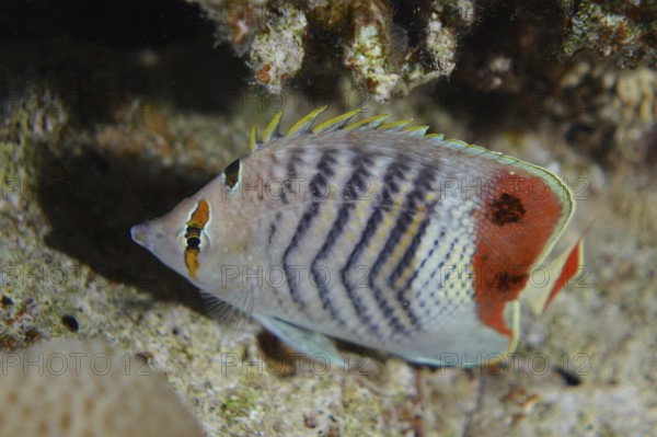 Eritrean butterflyfish (Chaetodon paucifasciatus), dive site Gordon Reef, Strait of Tiran, Sinai,