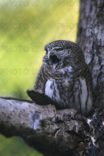 Pygmy Owl (Glaucidium passerinum) yawning, Bavarian Forest National Park, Bavaria, Germany, Europe